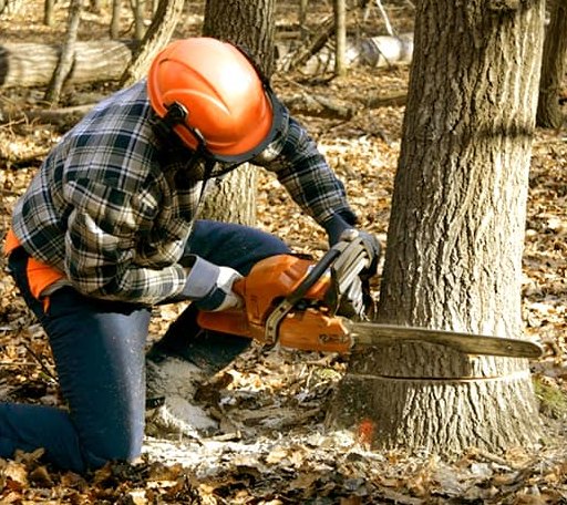 Tree Removal in Dakota, IL